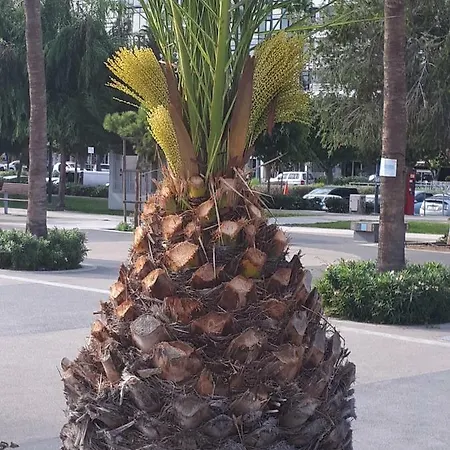 Апартаменты Sea Front & Center, Amazing Sea View